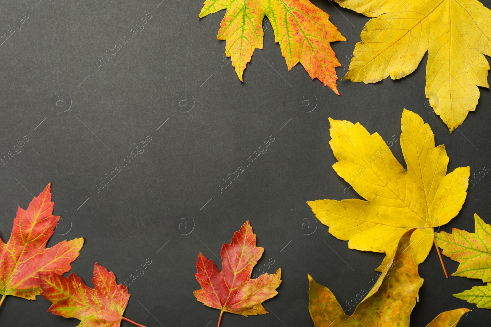 Photo of Colorful autumn leaves on black background, flat lay. Space for text