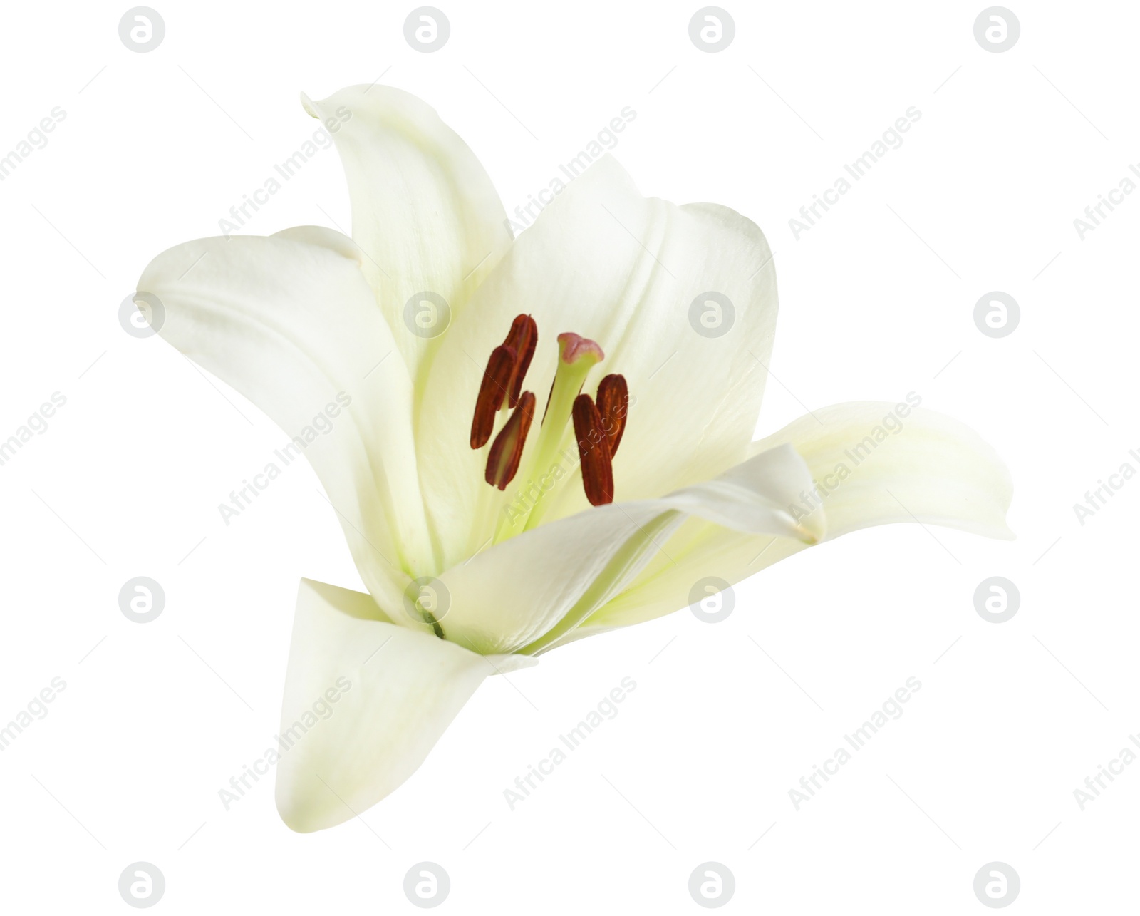 Image of Beautiful blooming lily flower isolated on white