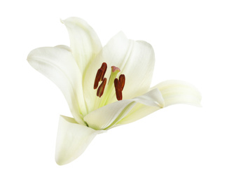 Beautiful blooming lily flower isolated on white