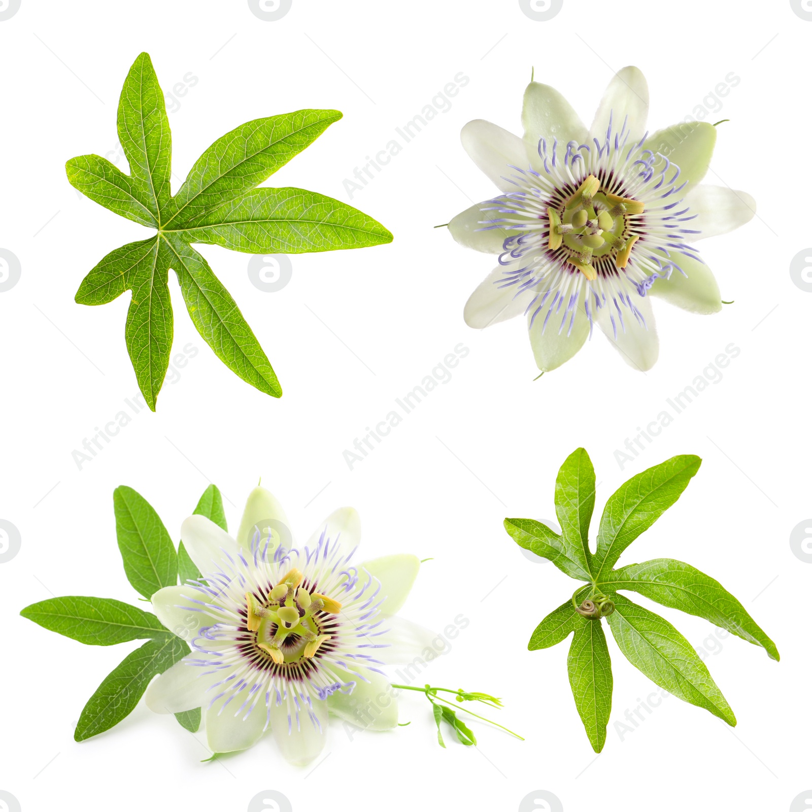 Image of Set with Passiflora plant (passion fruit) flowers and leaves on white background 