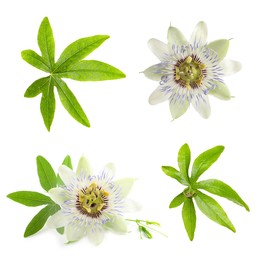 Set with Passiflora plant (passion fruit) flowers and leaves on white background 