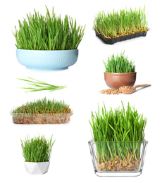 Set with fresh wheat grass on white background