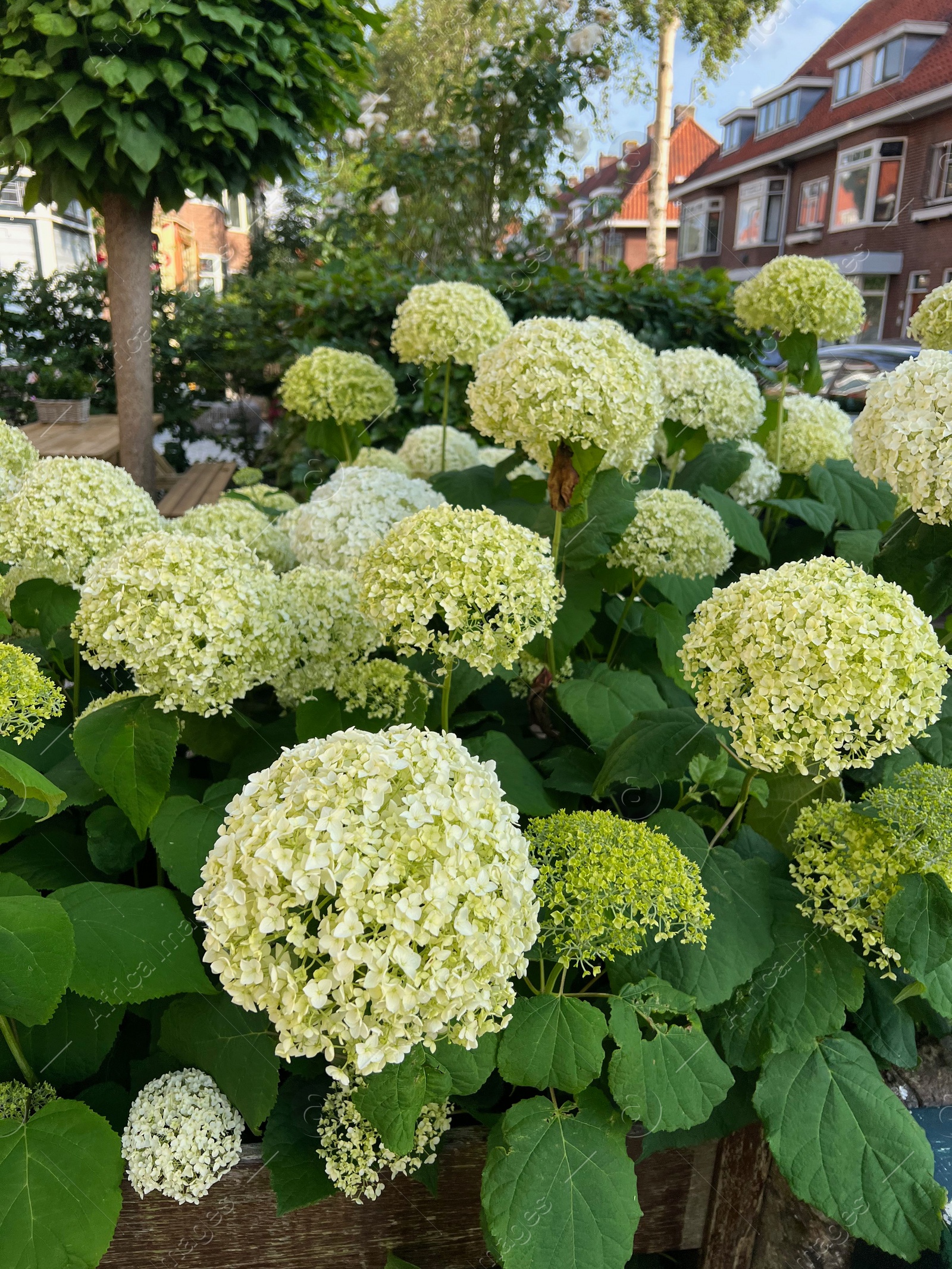 Photo of Beautiful hortensia plants with colorful flowers growing outdoors