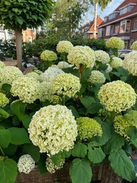 Photo of Beautiful hortensia plants with colorful flowers growing outdoors