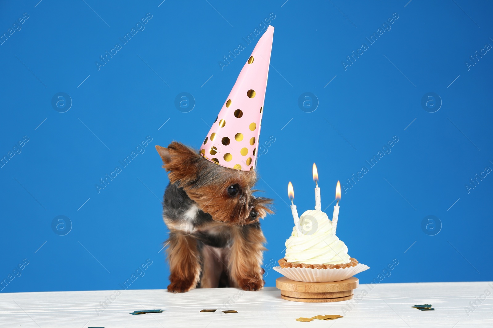 Photo of Cute Yorkshire terrier dog with birthday cupcake at table against blue background