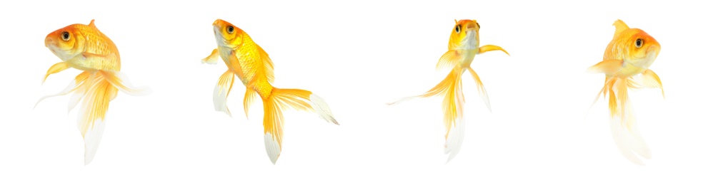 Image of Beautiful bright small goldfish on white background, collage. Banner design