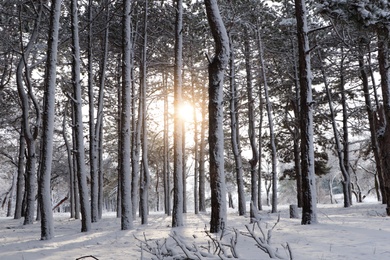 Picturesque view of beautiful forest covered with snow