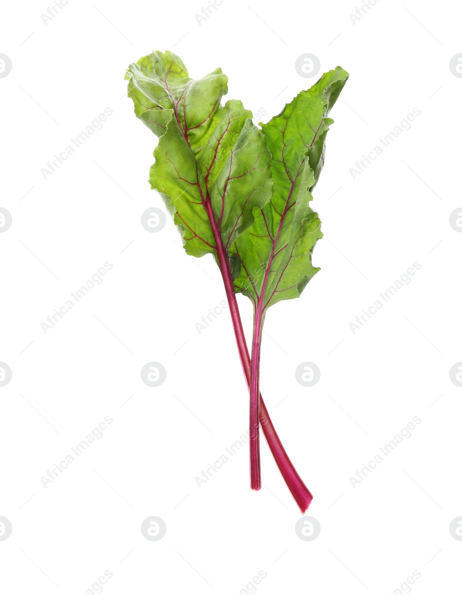 Photo of Leaves of fresh beet on white background