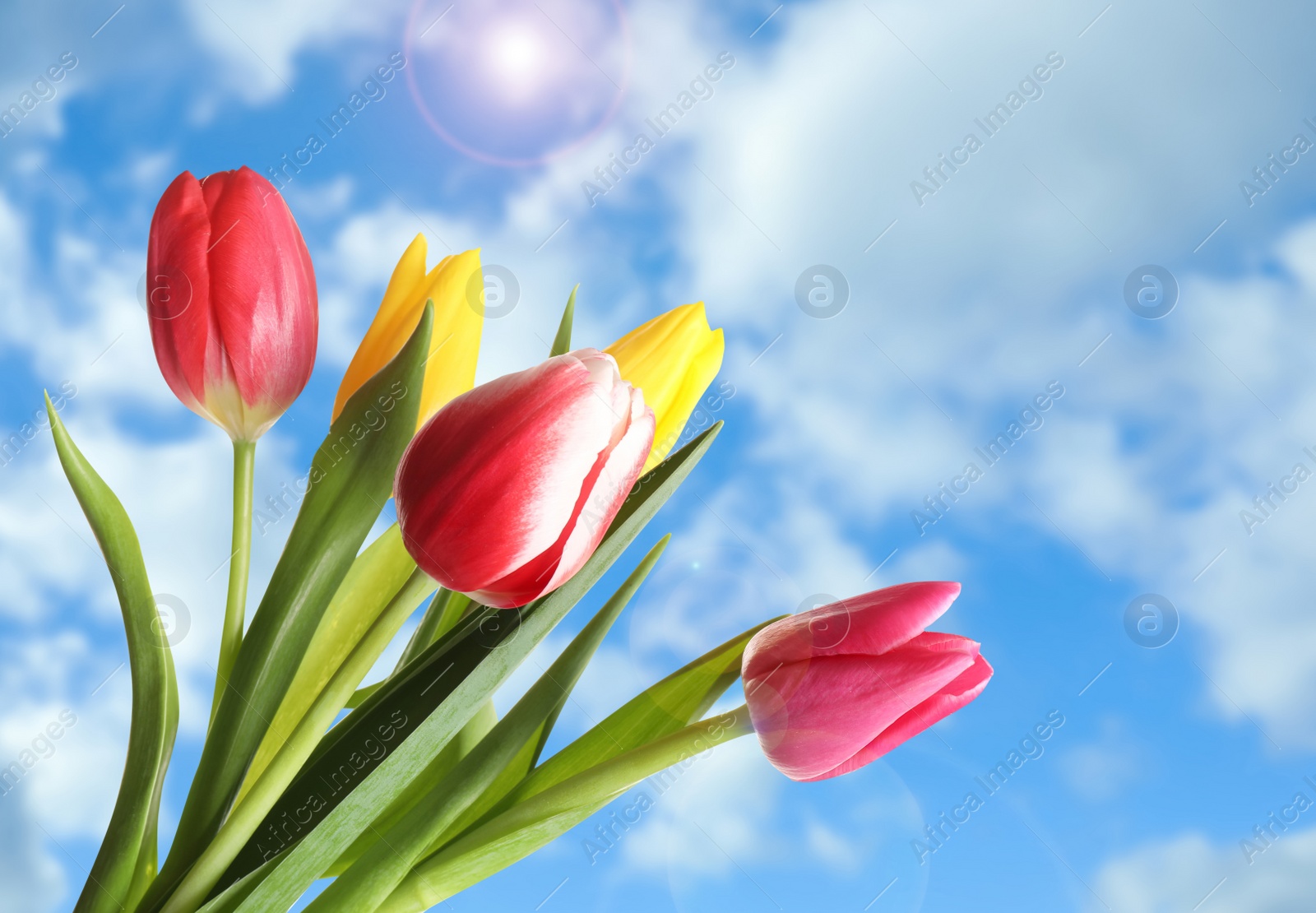 Image of Beautiful bright spring tulips and blue sky on background