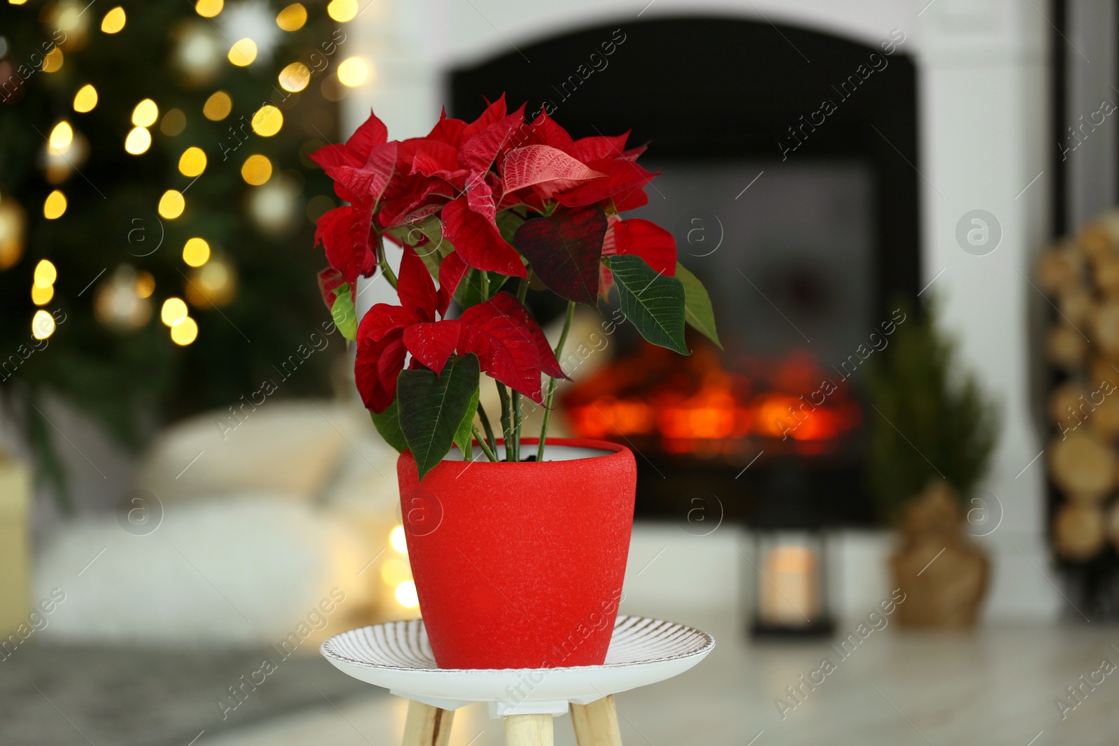 Photo of Potted poinsettia on stand in decorated room. Christmas traditional flower