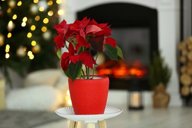 Potted poinsettia on stand in decorated room. Christmas traditional flower