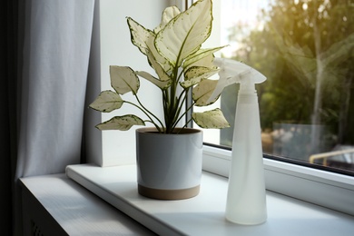 Exotic houseplant with beautiful leaves and sprayer on window sill at home