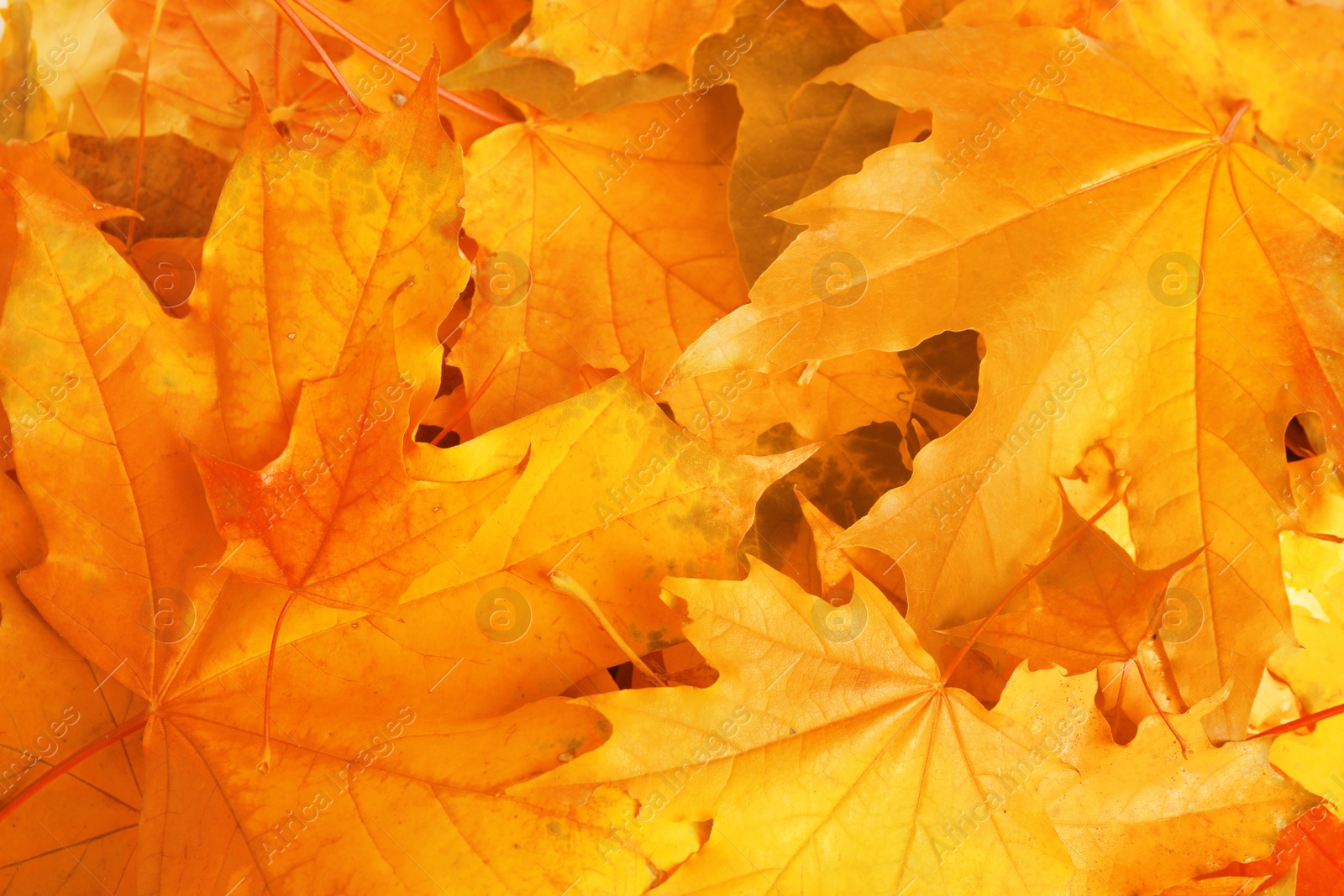 Image of Beautiful orange autumn leaves as background, top view