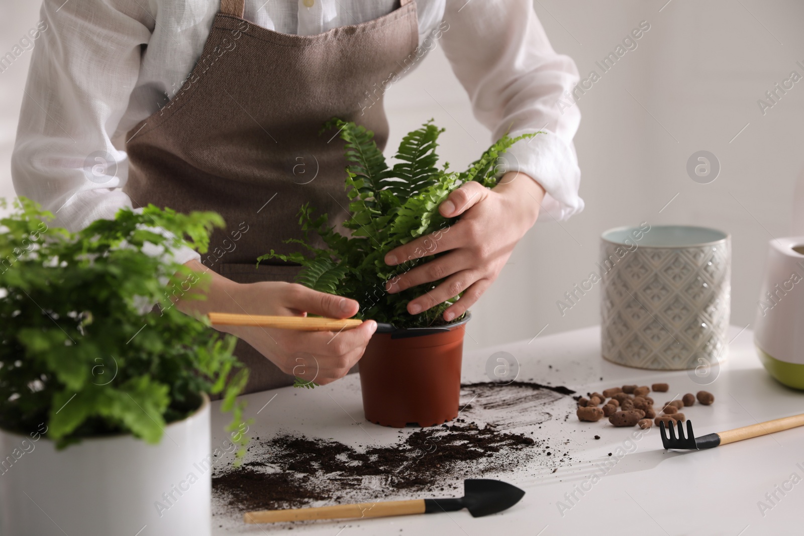 Photo of Woman planting fern at white table indoors, closeup