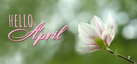 Image of Hello April card. Magnolia tree with beautiful flower outdoors, closeup. Banner design