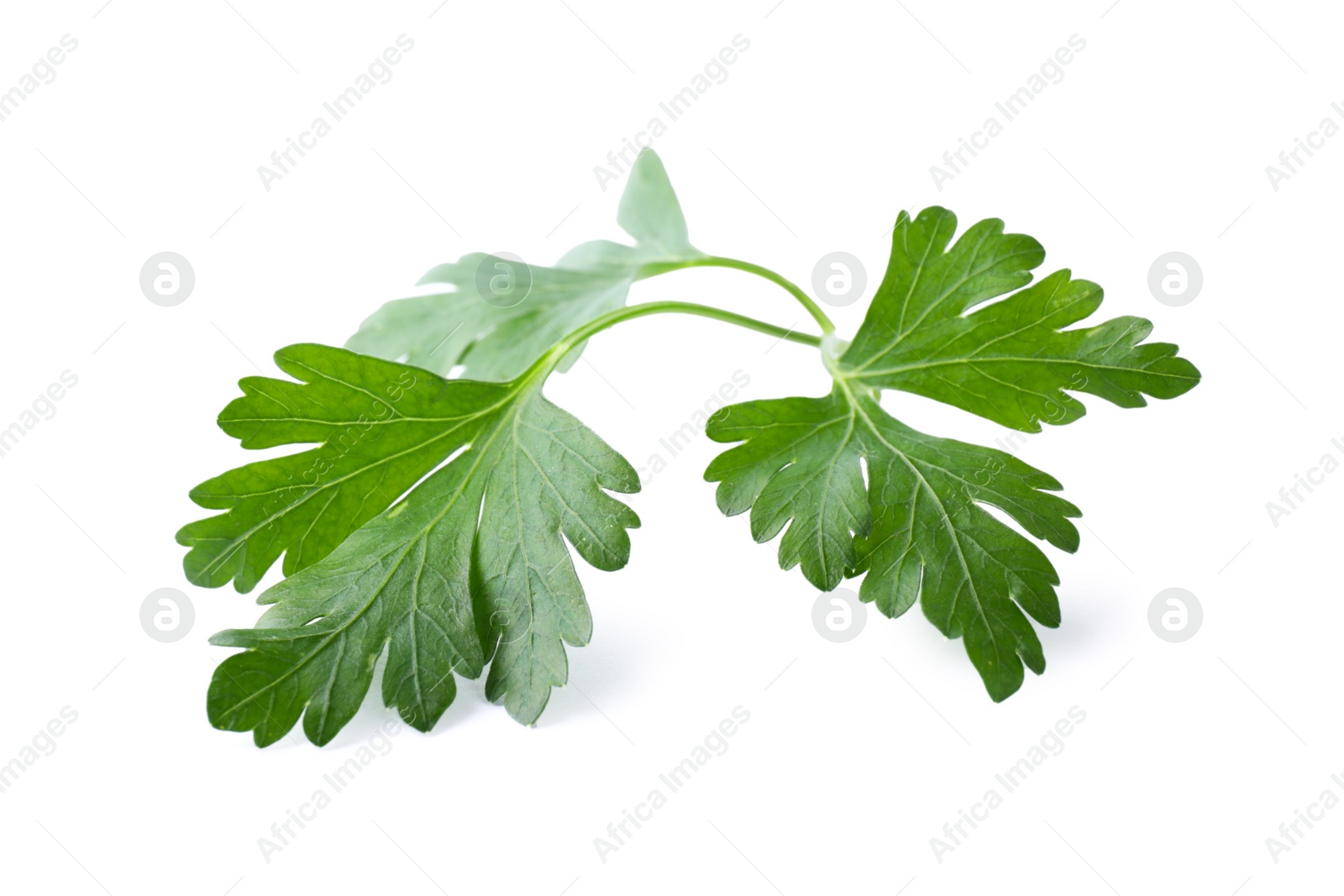 Photo of Aromatic fresh green parsley isolated on white