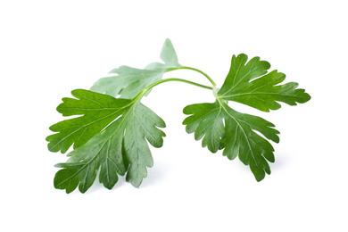 Aromatic fresh green parsley isolated on white