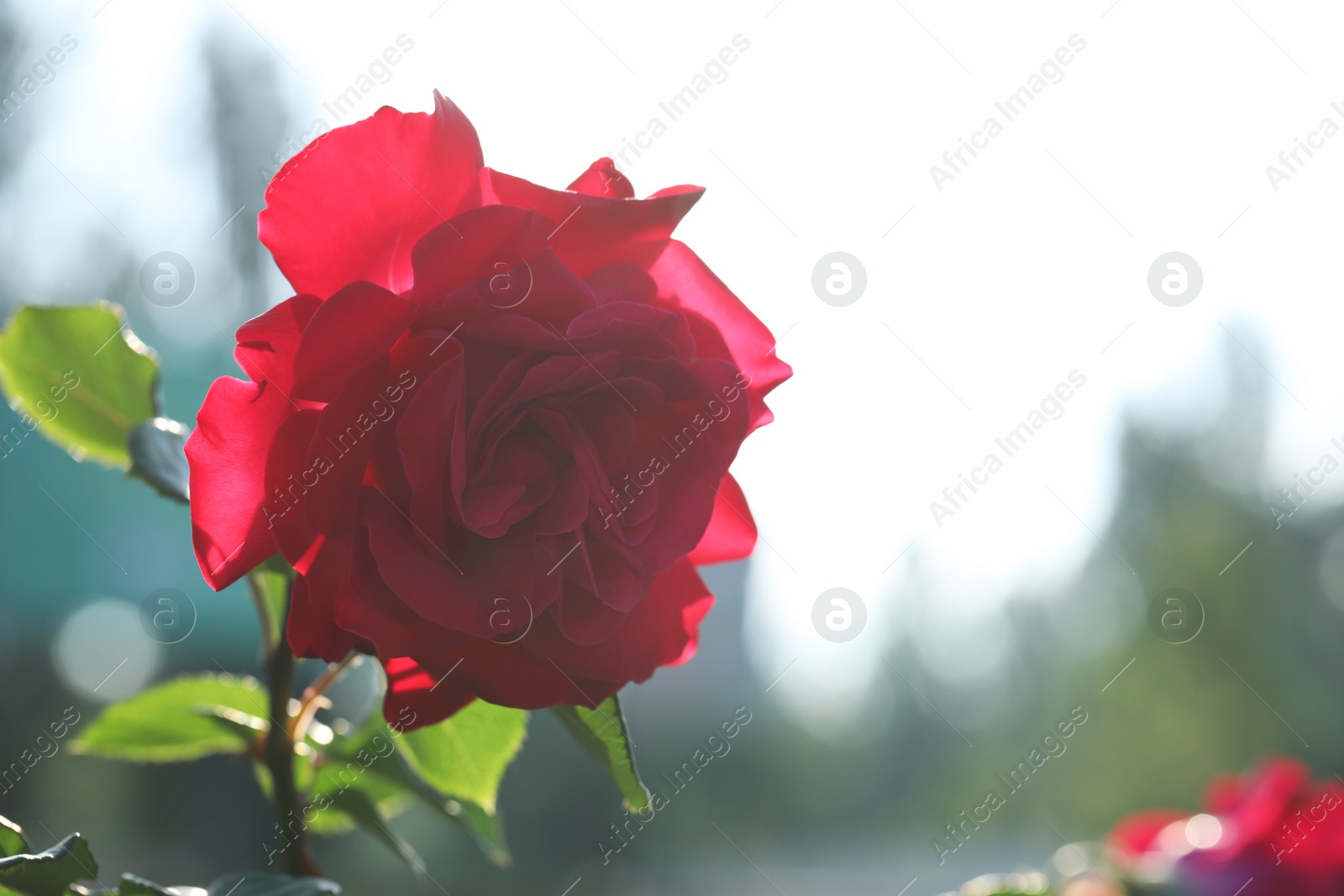 Photo of Beautiful blooming rose in garden on sunny day, closeup. Space for text