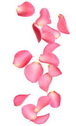 Image of Flying fresh pink rose petals on white background