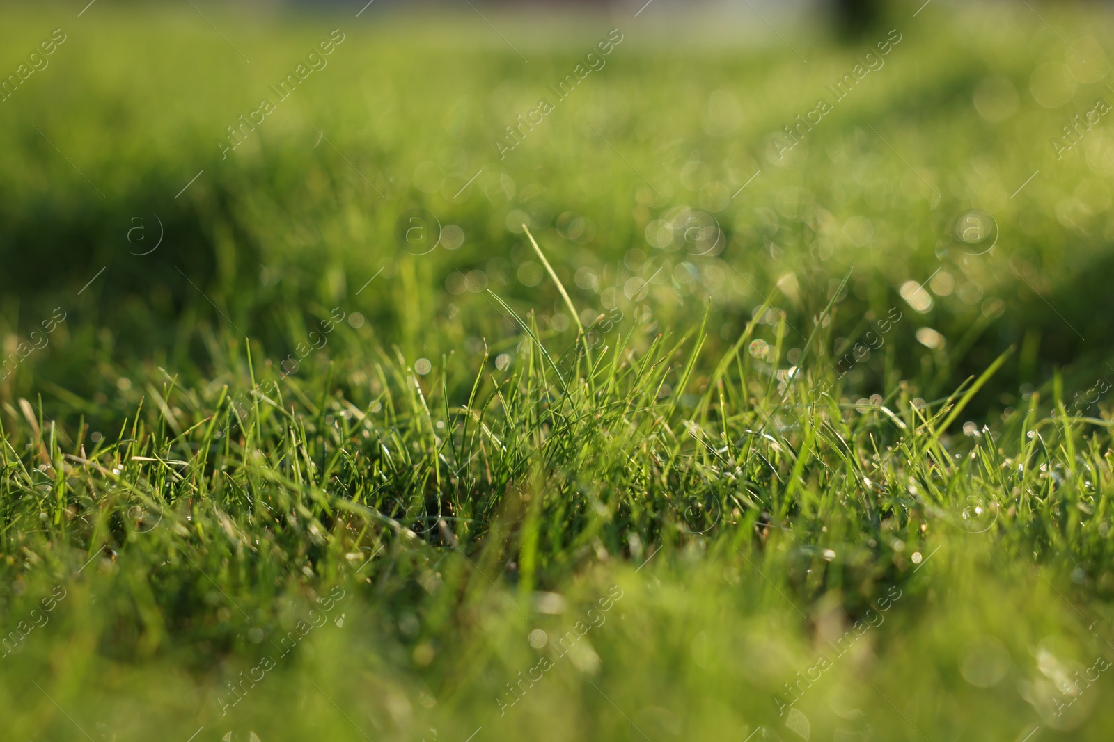 Photo of Beautiful green grass with morning dew outdoors, closeup