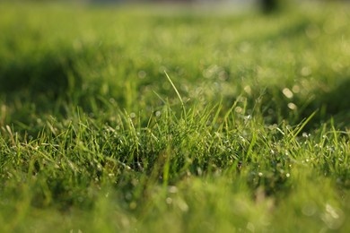 Beautiful green grass with morning dew outdoors, closeup