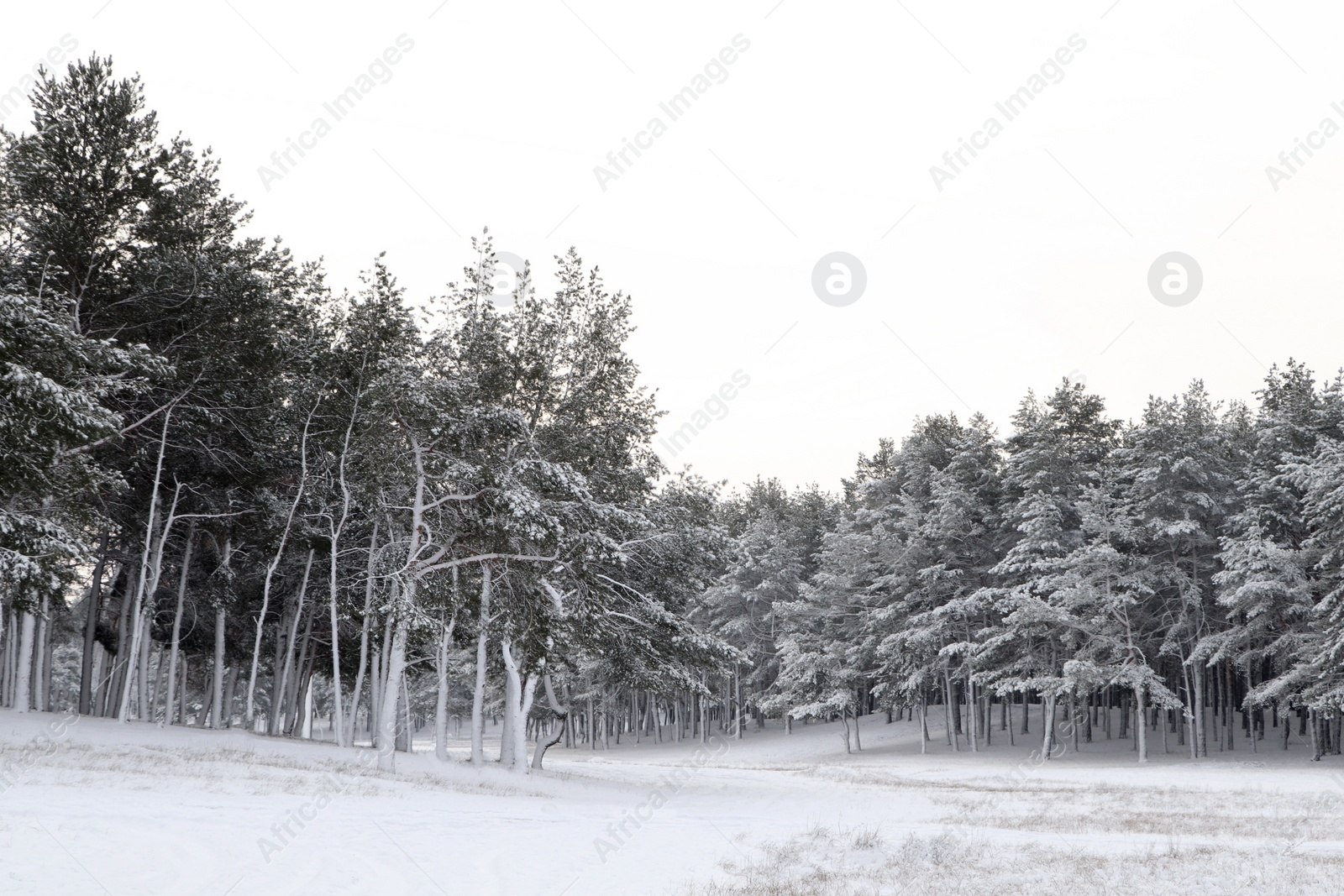 Photo of Picturesque view of beautiful forest covered with snow