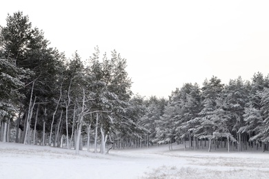 Picturesque view of beautiful forest covered with snow