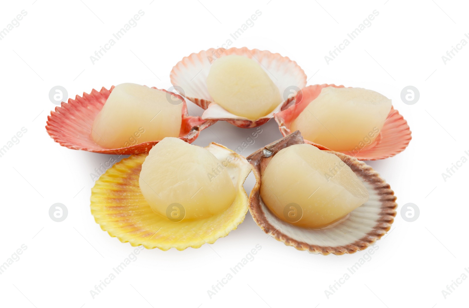 Photo of Many fresh raw scallops in shells isolated on white