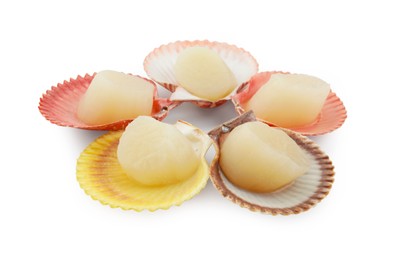 Many fresh raw scallops in shells isolated on white