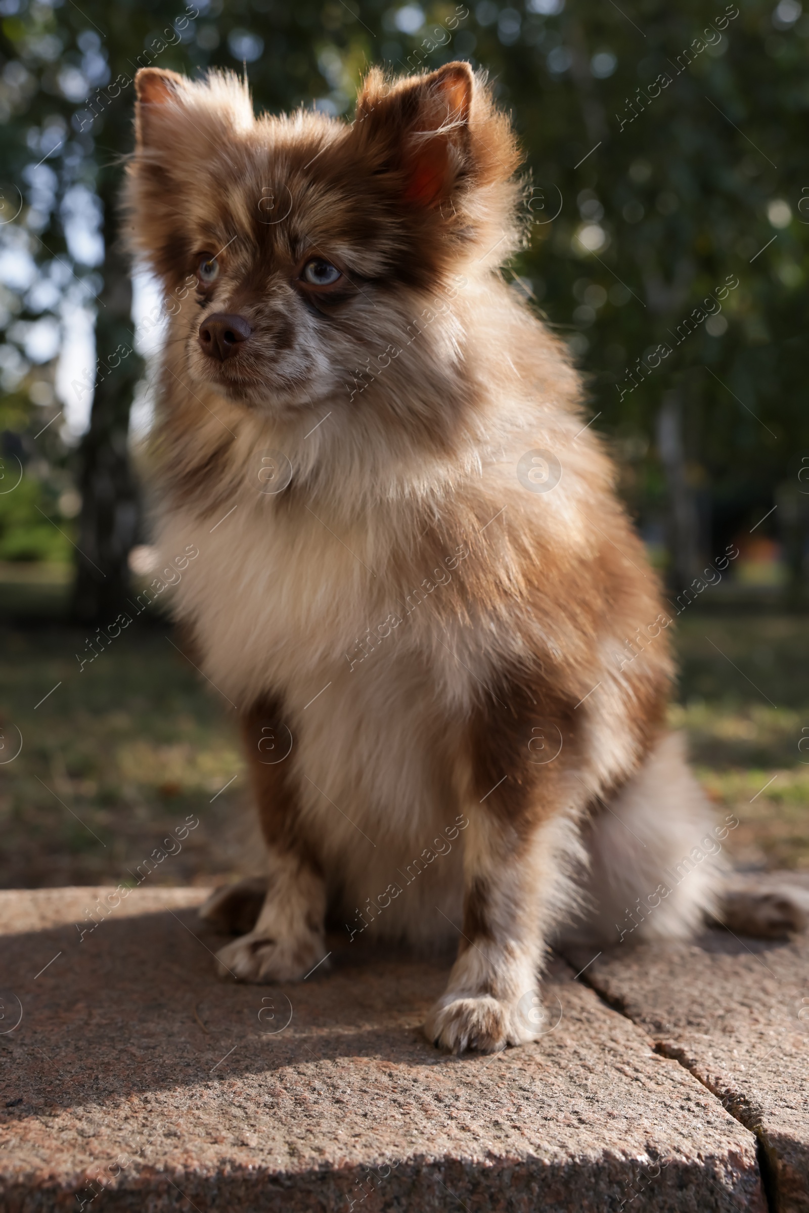 Photo of Cute Pomeranian spitz dog in park. Autumn walk