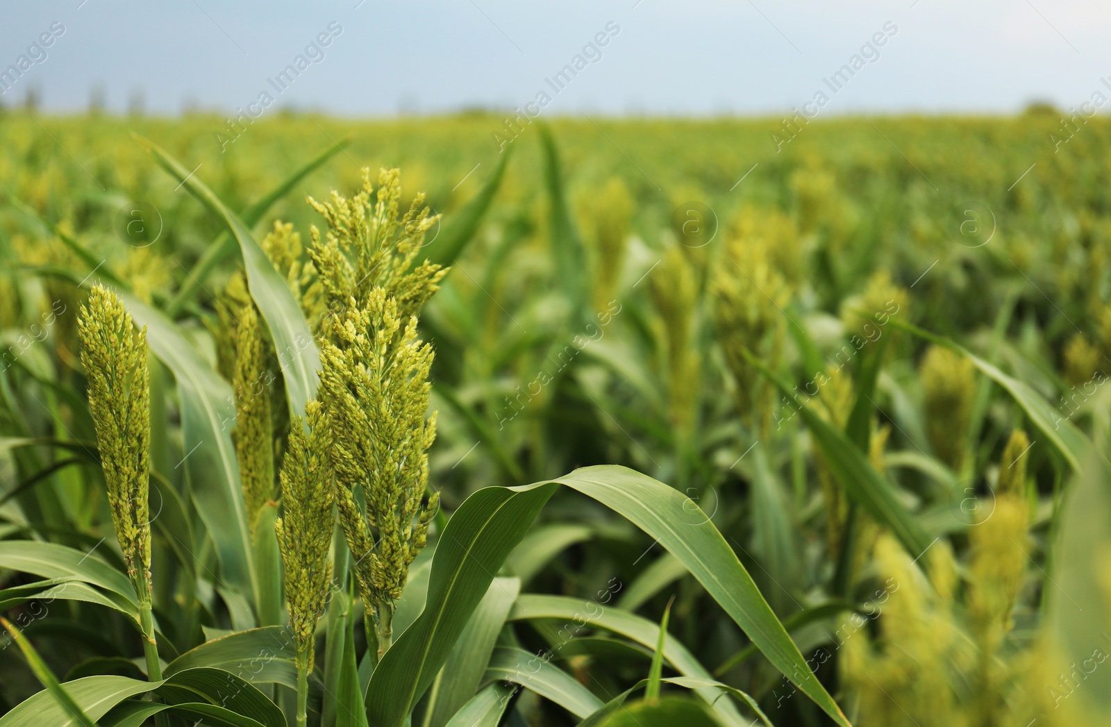 Photo of Green corn plants growing on field, space for text. Organic farming