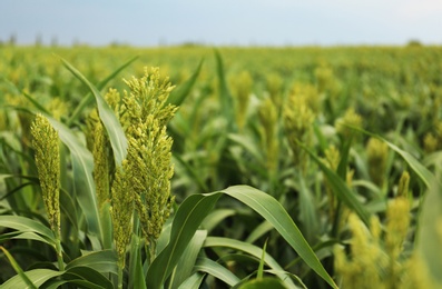 Green corn plants growing on field, space for text. Organic farming