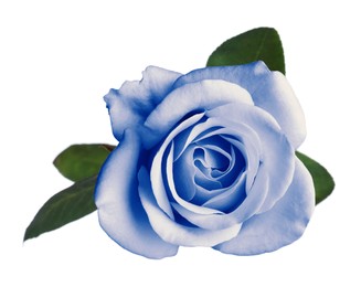 Image of Beautiful blooming light blue rose on white background