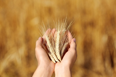 Photo of Farmer with wheat spikelets in field, closeup. Cereal grain crop