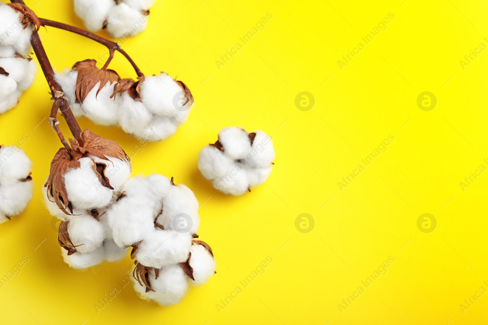 Photo of Fluffy cotton flowers on yellow background, top view. Space for text