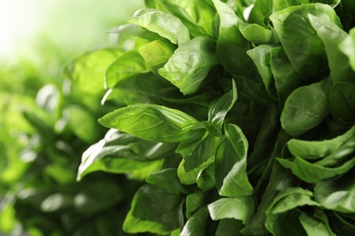 Photo of Fresh green basil leaves on blurred background, closeup