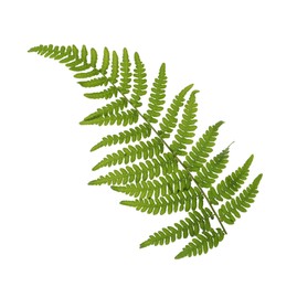 Photo of Beautiful tropical fern leaf isolated on white