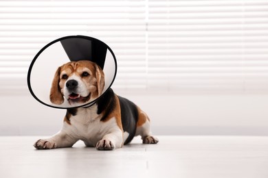 Photo of Adorable Beagle dog wearing medical plastic collar on floor indoors, space for text