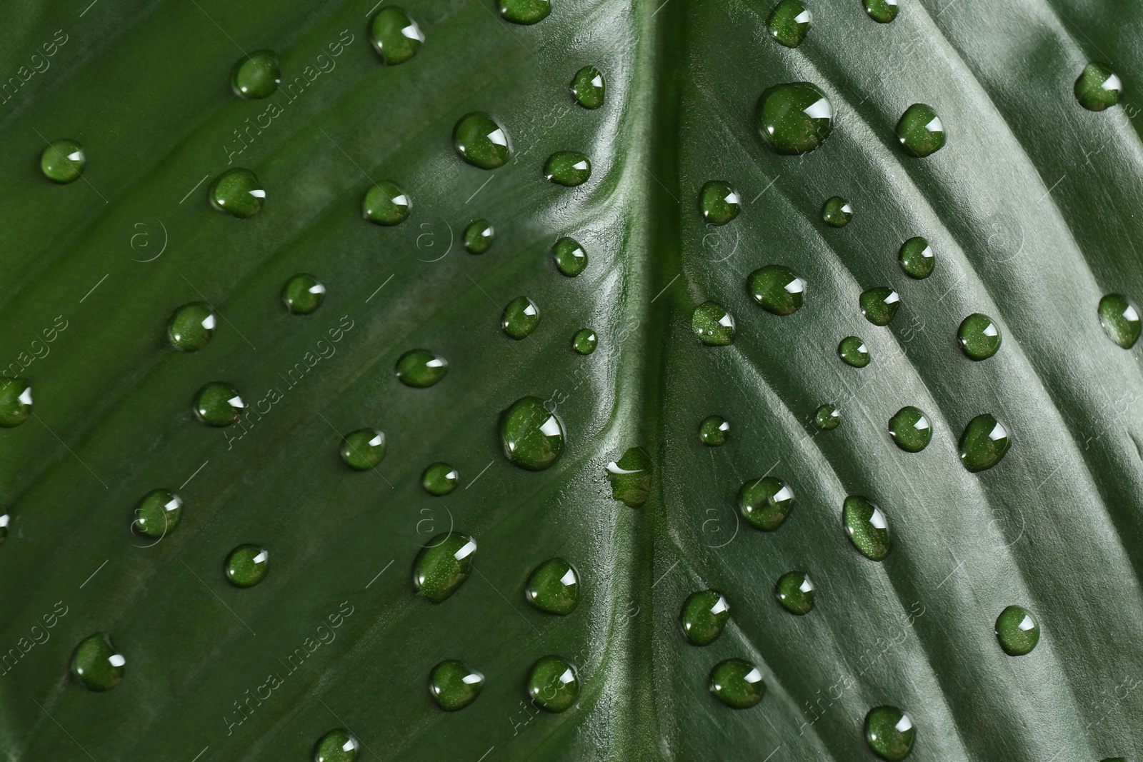 Photo of Green leaf with dew drops as background, closeup