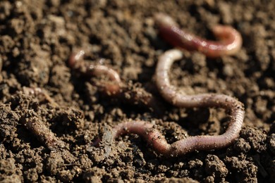 Photo of Worms on wet soil on sunny day, closeup