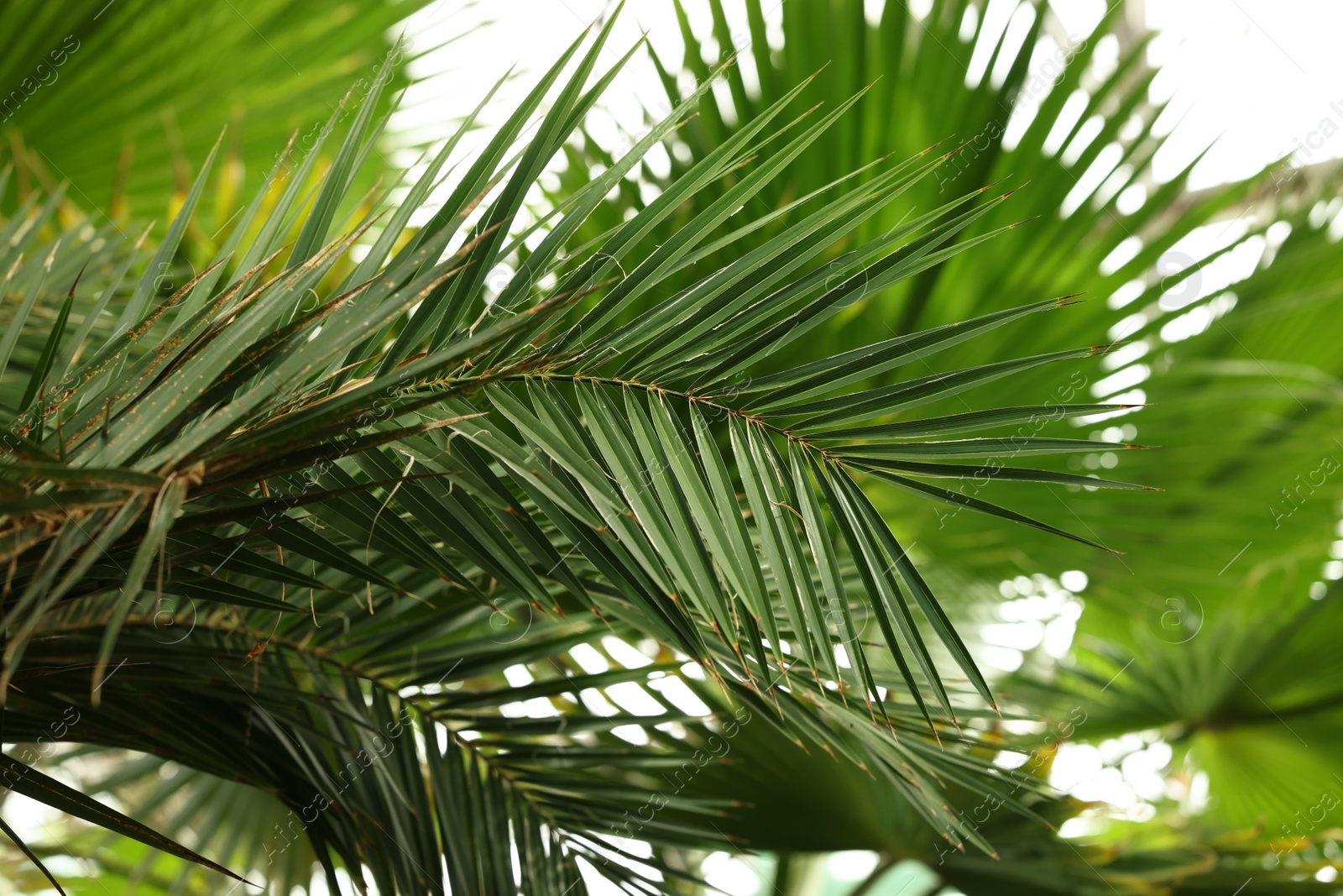 Photo of Beautiful green palm leaves outdoors, closeup view