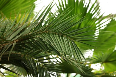 Photo of Beautiful green palm leaves outdoors, closeup view