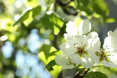 Beautiful blossoming pear tree outdoors on sunny day, closeup. Space for text