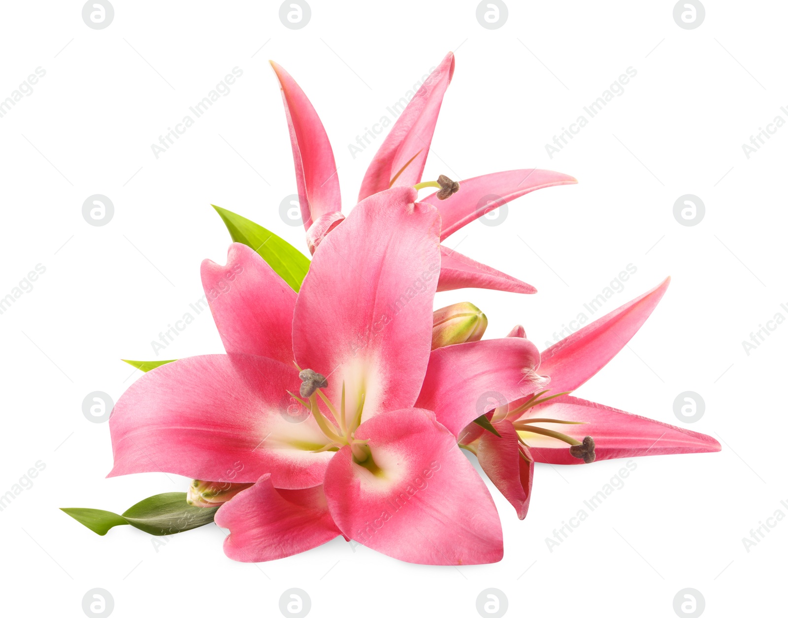 Photo of Beautiful pink lily flowers isolated on white