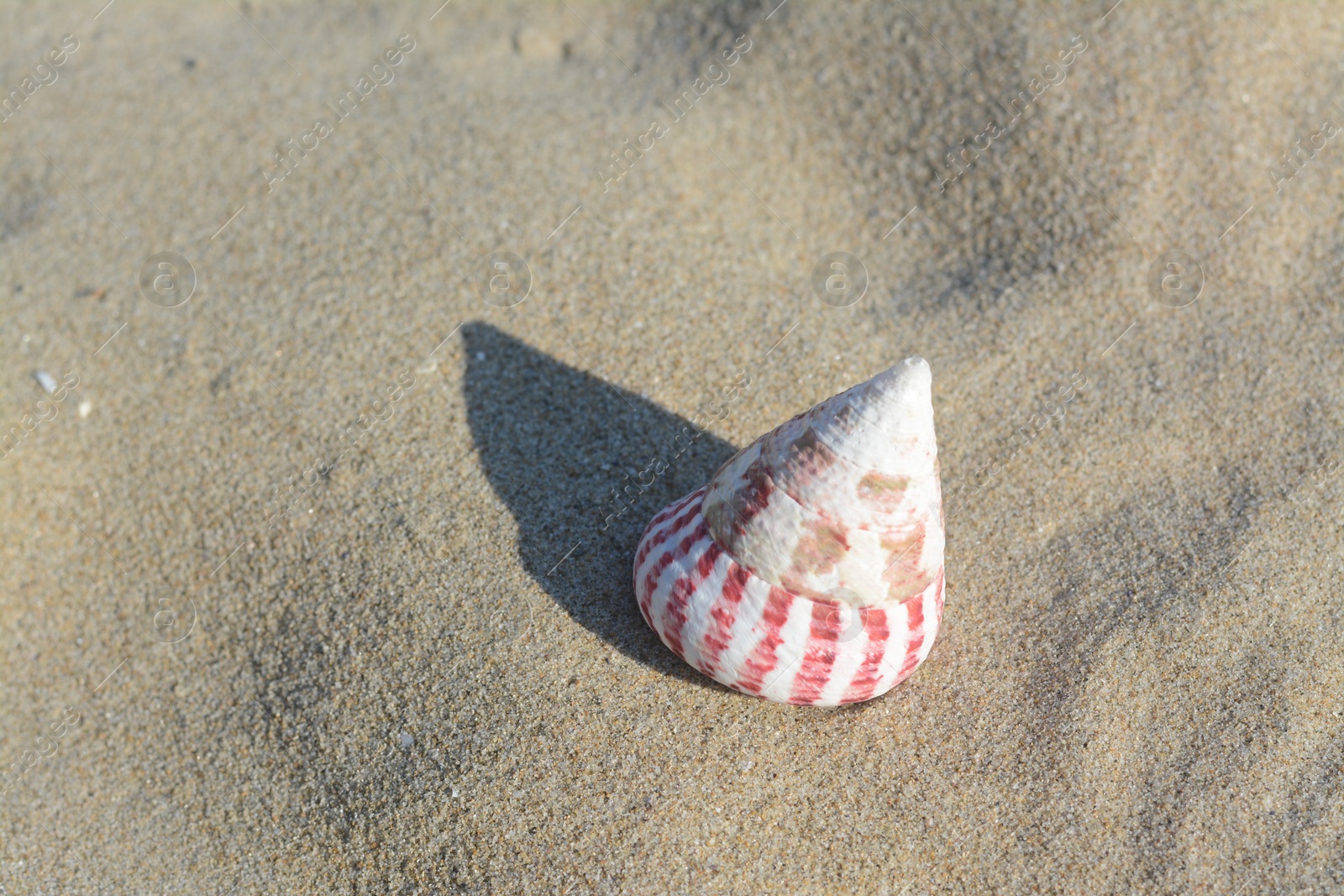Photo of Beautiful seashell on sandy beach, closeup. Space for text