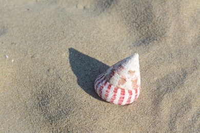 Photo of Beautiful seashell on sandy beach, closeup. Space for text