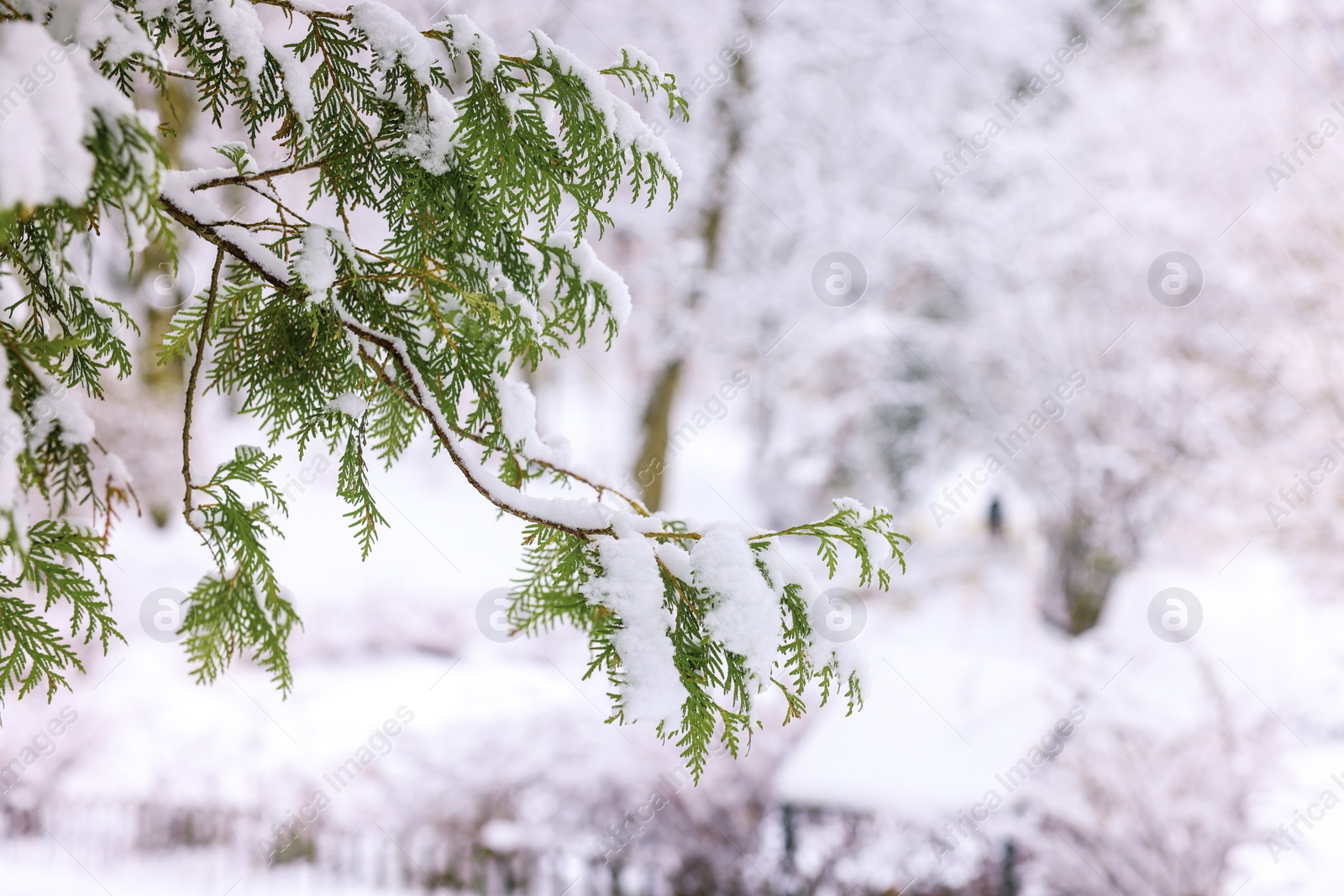 Photo of Fir tree branch covered with snow in winter park, space for text