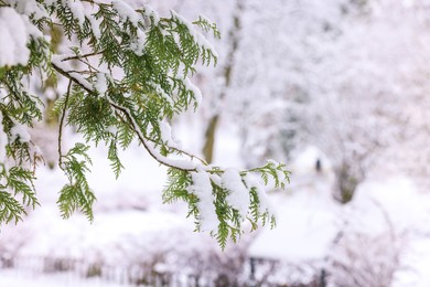 Fir tree branch covered with snow in winter park, space for text