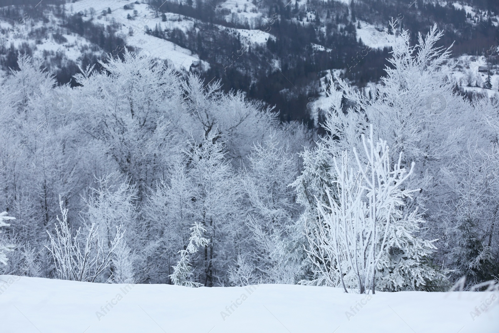 Photo of Beautiful view of trees covered with hoarfrost in snowy mountains on winter day