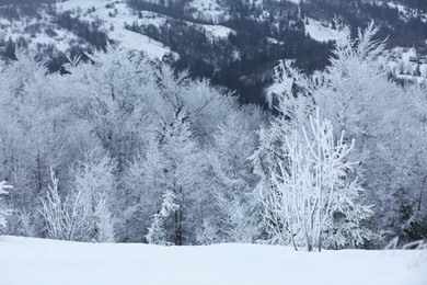 Photo of Beautiful view of trees covered with hoarfrost in snowy mountains on winter day